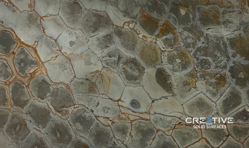 Brazilian Fossil 1102