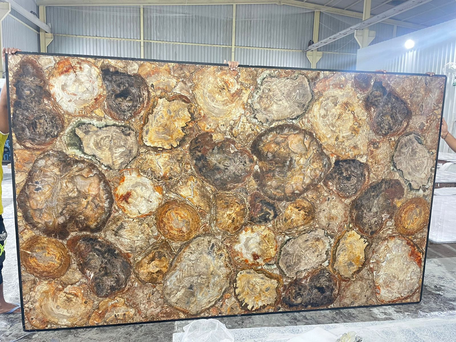 Petrified Wood